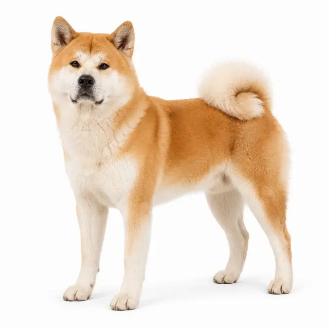 Akita
