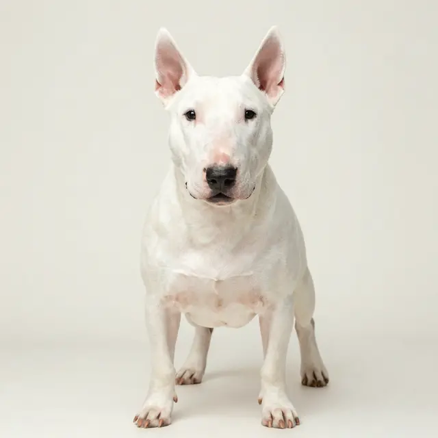 Bull Terrier