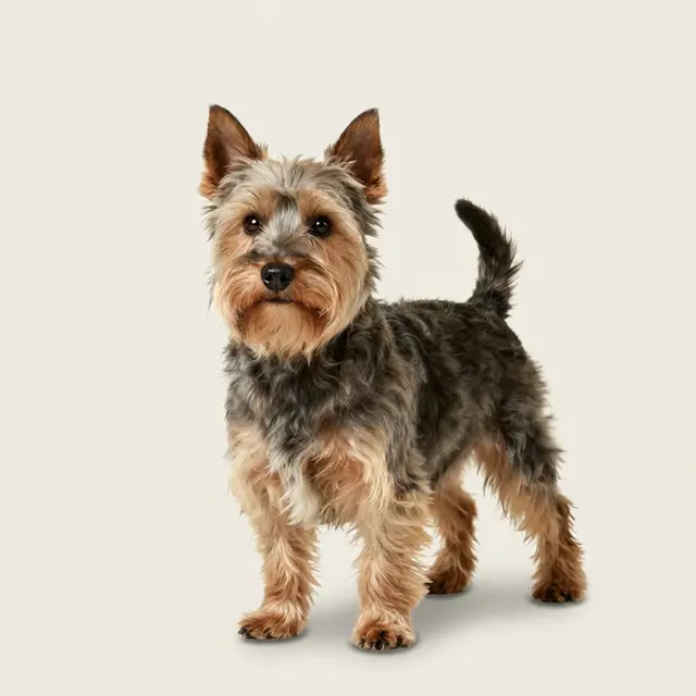 Cairn Terrier