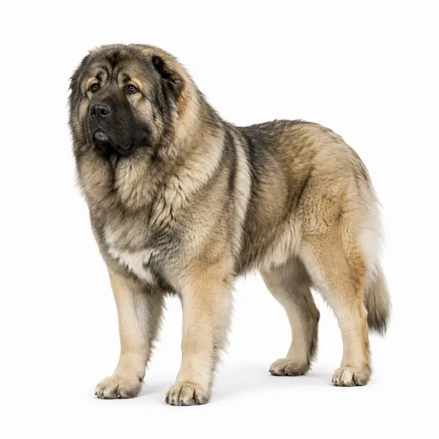 Caucasian Shepherd