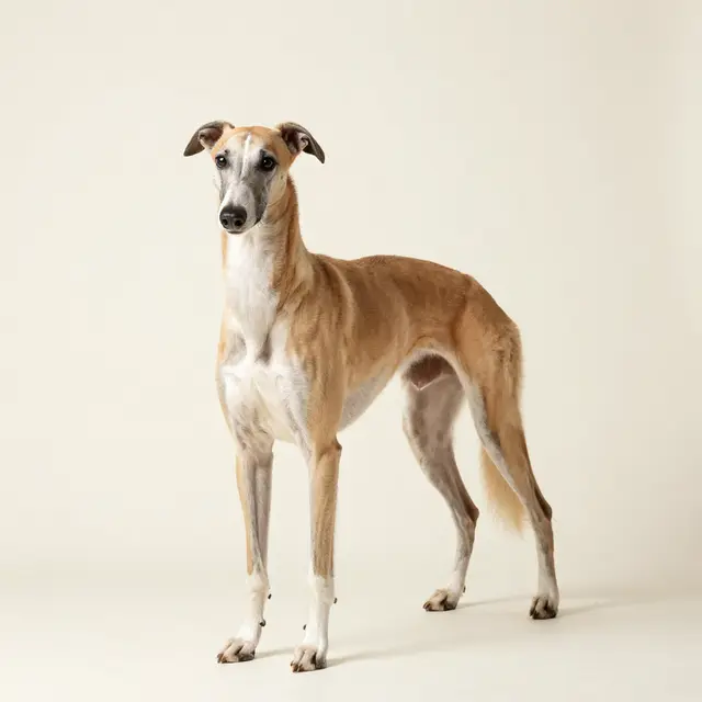 Greyhound