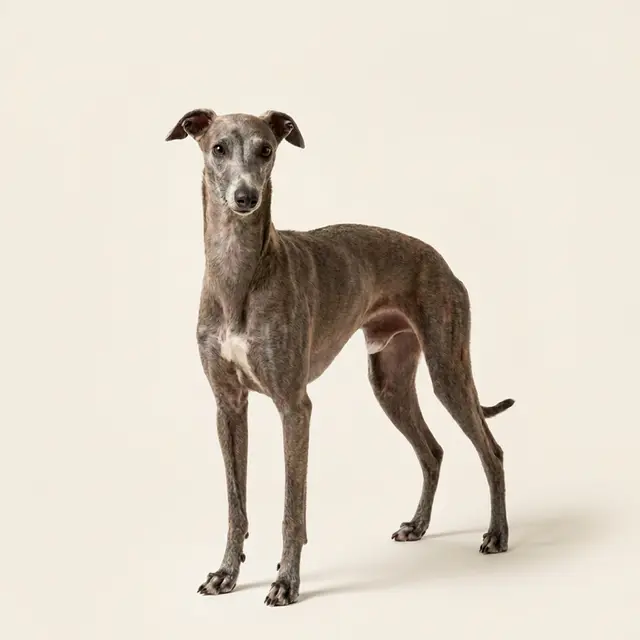 Italian Greyhound