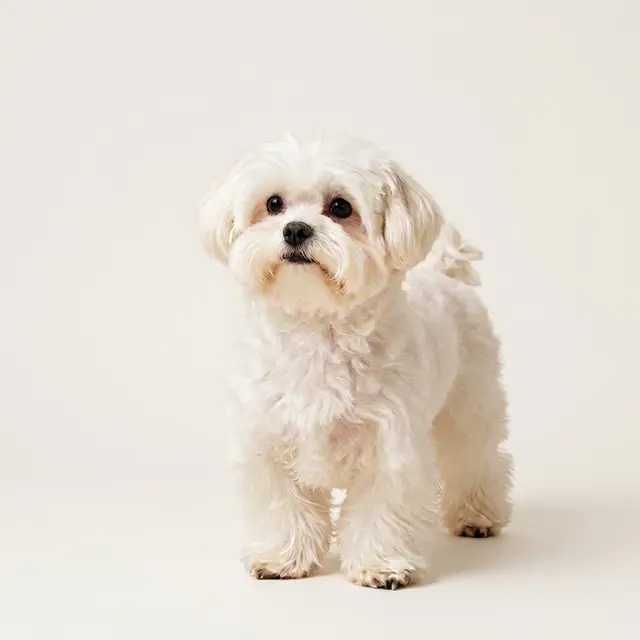 Maltese