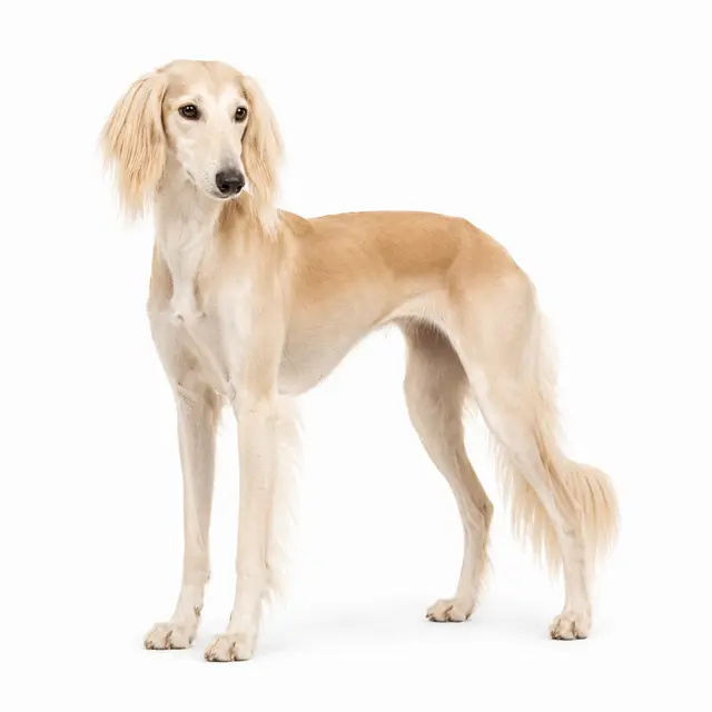 Saluki