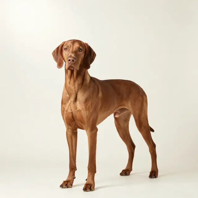 Hungarian Vizsla