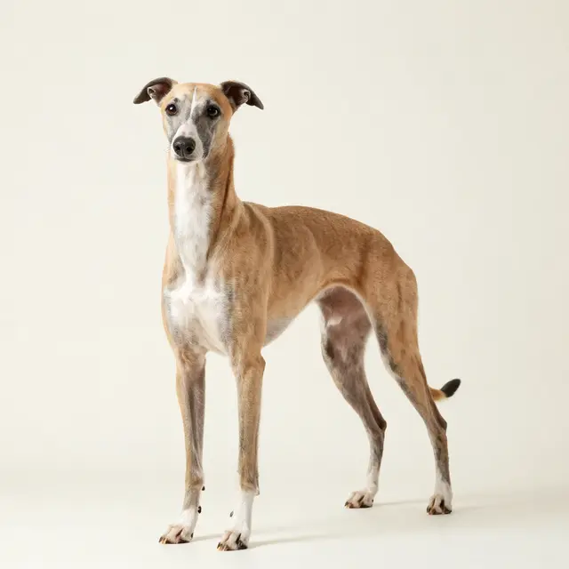 Whippet